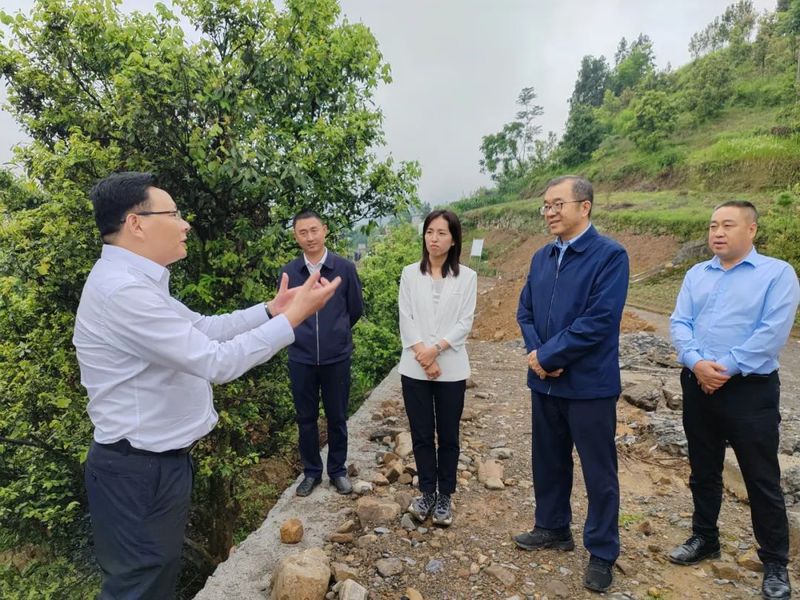 关于市林业局局长曹春华一行调研我县老鹰茶产业发展的新闻