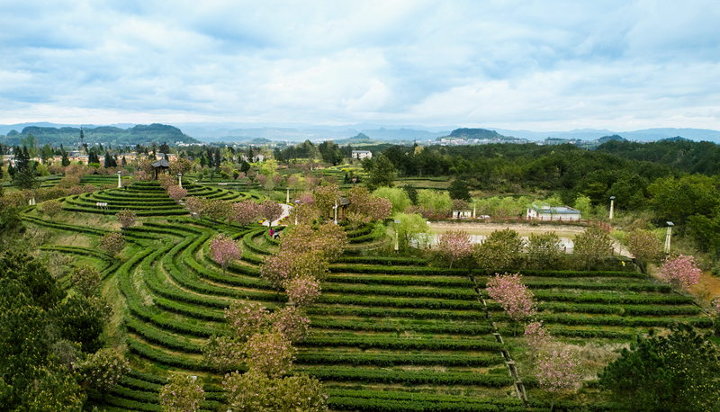 有关于“巴中云顶”高山富硒茶北京推介会即将举办的最新消息(3)
