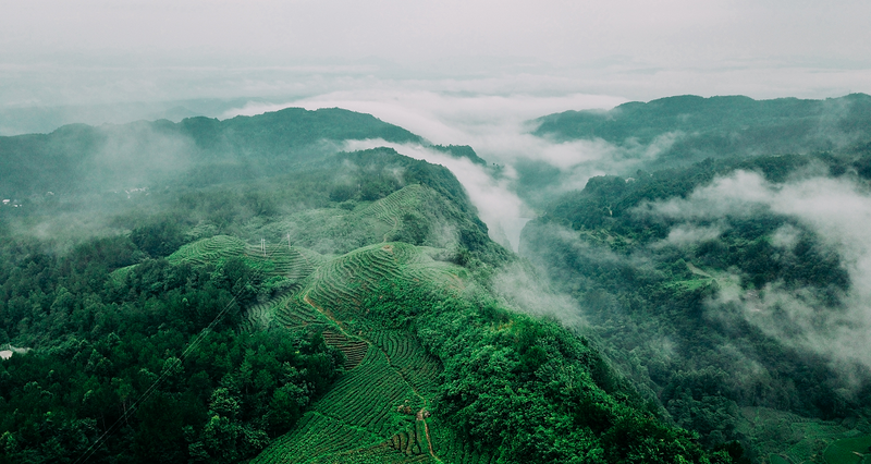 有关于“巴中云顶”高山富硒茶北京推介会即将举办的最新消息
