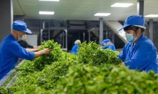 关于人民日报关注昭平茶产业发展的相关内容