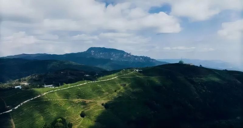 有关于“零容忍”守护白茶纯净底色的最新消息(1)