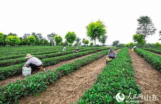 有关于山东莒南：茶文旅融合 打造乡村振兴“沂蒙样板”的最新消息(2)
