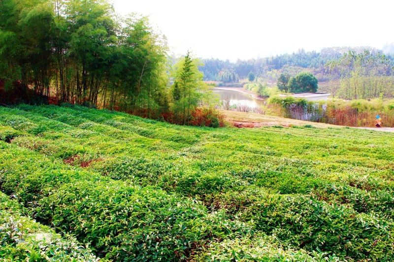 有关于湖北名优茶﹒健康边疆行，茶虾橘今天联手赴疆，内附企业名单的消息(2)