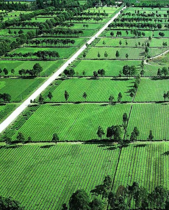 关于耿马：推动茶农旅融合发展 带动群众增收致富的资讯