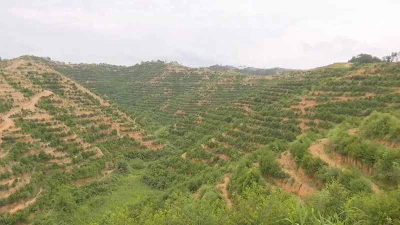 有关于产学研游带动六堡茶三产融合发展，万秀区茶园种植面积达7406亩的消息