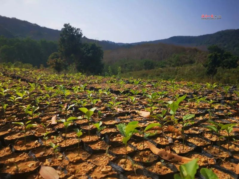 关于白沙：茶芽冒尖 点“绿”成金的最新消息
