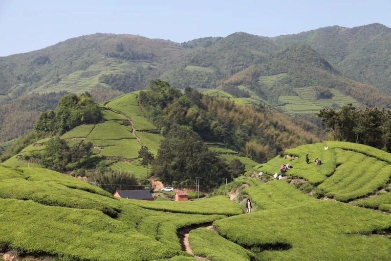 有关于浙江嵊州：北纬30°上的“世界珠茶之源”、丘陵茶园的相关信息(1)