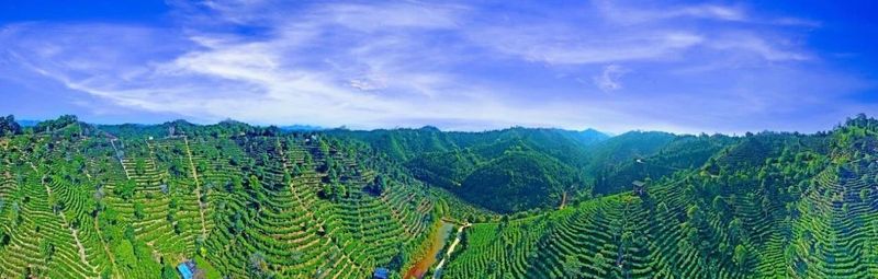 关于广西苍梧：千年六堡茶文化沉淀的山水画卷的内容(9)