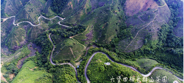 关于广西苍梧：千年六堡茶文化沉淀的山水画卷的内容(11)