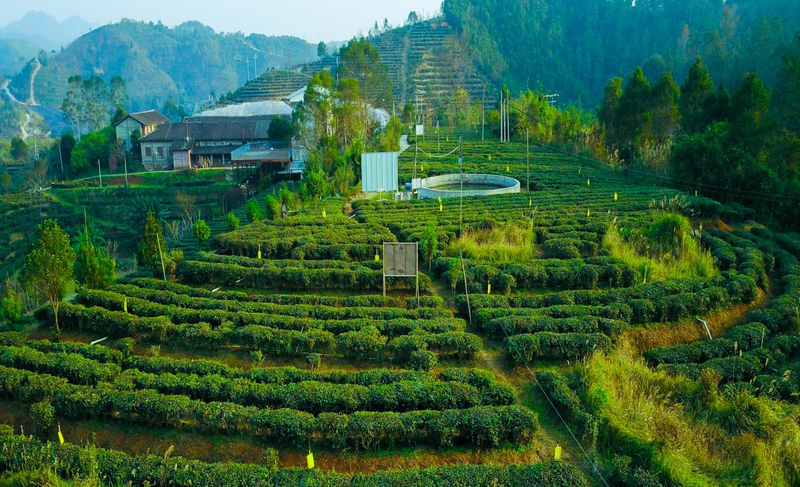 关于广西苍梧：千年六堡茶文化沉淀的山水画卷的内容(12)