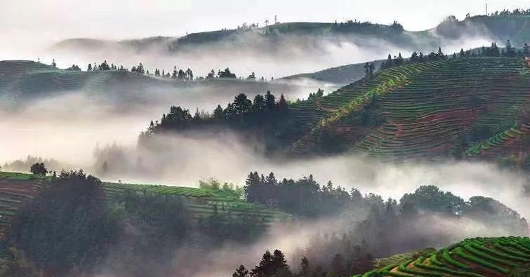 关于广西苍梧：千年六堡茶文化沉淀的山水画卷的内容(10)