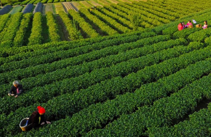 有关于吉安遂川：“狗牯脑茶”里的“金融经”的相关内容