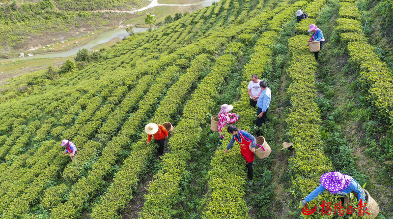 有关于揭西县茶叶省级现代农业产业园​：​建园延链推动茶产业高质量发展的相关信息