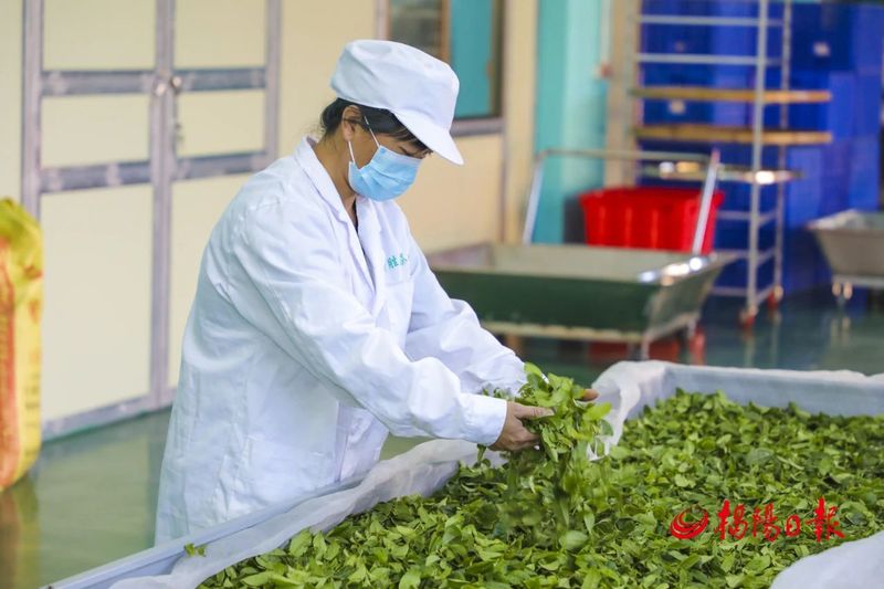 有关于揭西县茶叶省级现代农业产业园​：​建园延链推动茶产业高质量发展的相关信息(2)