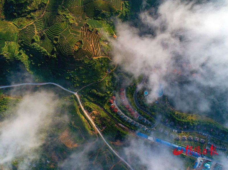 有关于揭西县茶叶省级现代农业产业园​：​建园延链推动茶产业高质量发展的相关信息(4)