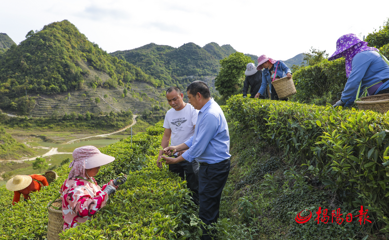有关于揭西县茶叶省级现代农业产业园​：​建园延链推动茶产业高质量发展的相关信息(1)