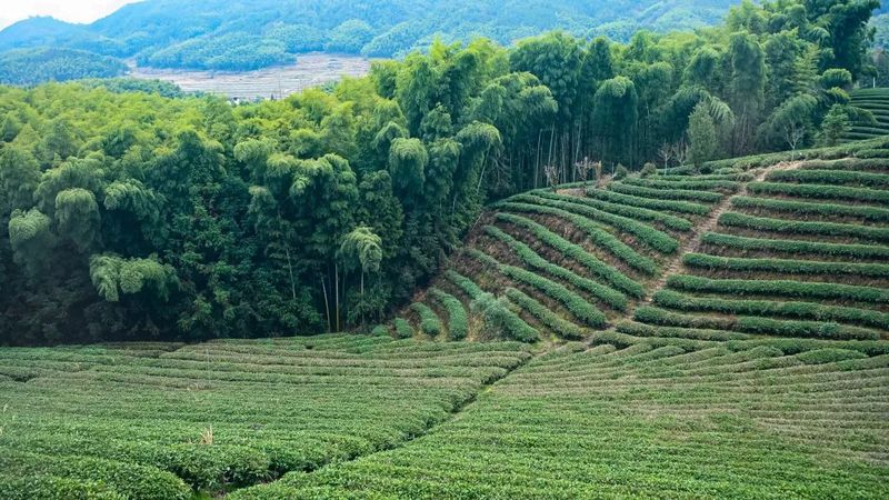 有关于生态茶区再起航！“中国红”即将飘香国际盛会！的消息(1)