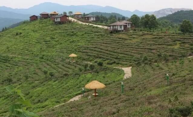 有关于云梦看外界：孝孟红生态观光茶园 成为茶文旅融合新名片的最新消息(1)