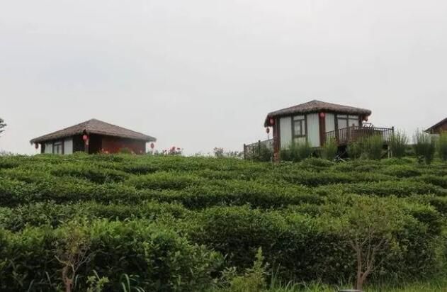 有关于云梦看外界：孝孟红生态观光茶园 成为茶文旅融合新名片的最新消息(3)