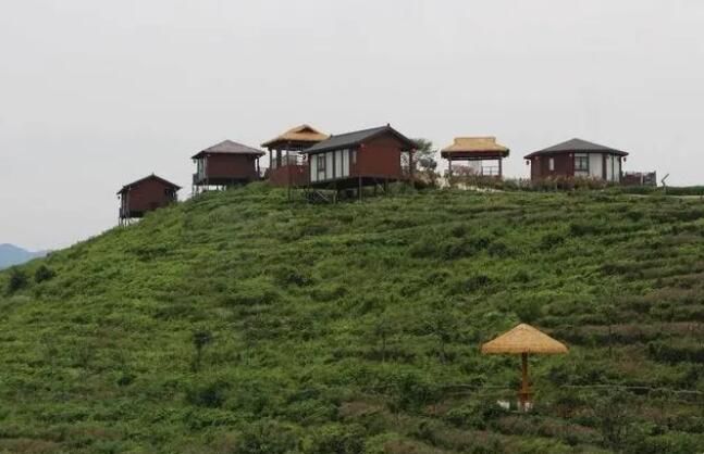 有关于云梦看外界：孝孟红生态观光茶园 成为茶文旅融合新名片的最新消息