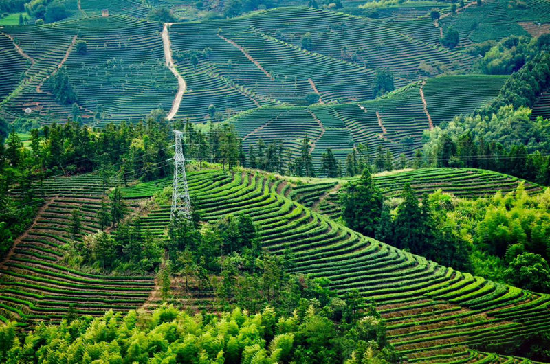 关于让生态好茶“走出去香起来”：松溪县深化茶旅融合推动茶产业高质量发展的相关信息