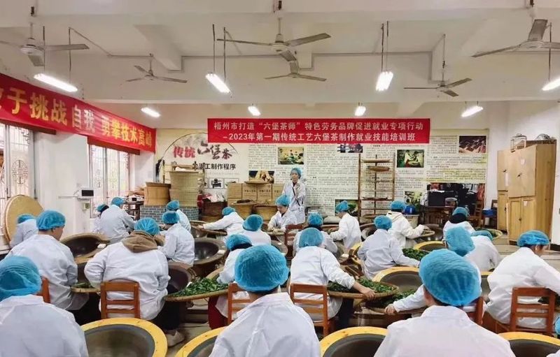 关于梧州市全力推动六堡茶产业技能人才实现质量数量“双提升”的内容