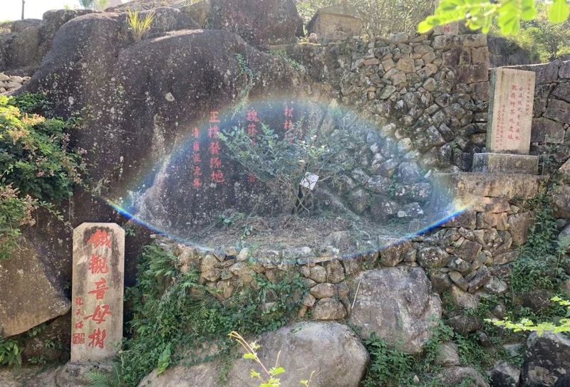 有关于安溪铁观音母树礼赞的相关内容