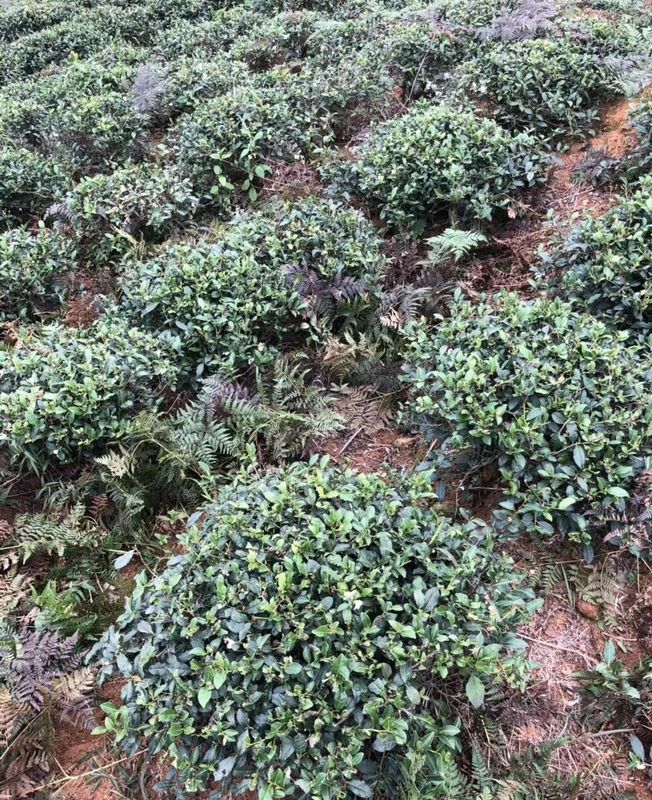 有关于安溪铁观音母树礼赞的相关内容(2)