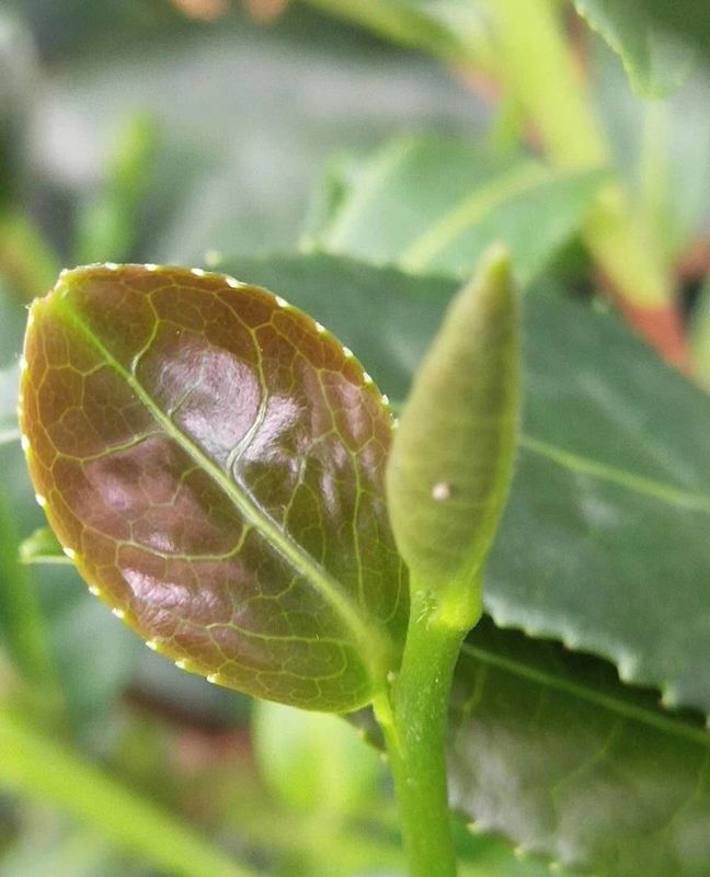 有关于安溪铁观音母树礼赞的相关内容(1)