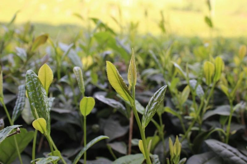 关于光泽:一个山区县红茶产业的大格局的最新消息(2)