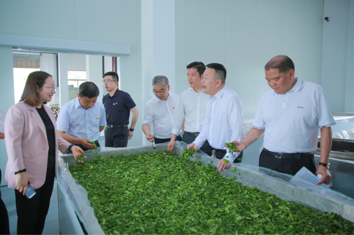 有关于五村抱团共“富”做大做强镜岭镇区域的茶产业的相关内容(3)