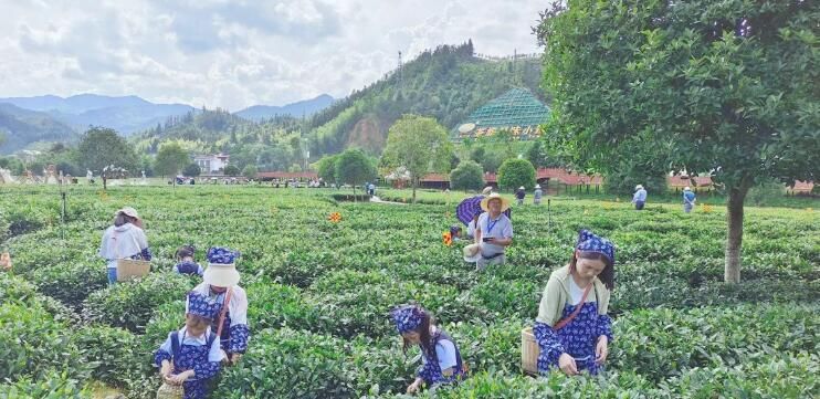关于江西遂川：“以茶立县”沏开一杯文旅“香茗”的新闻(1)