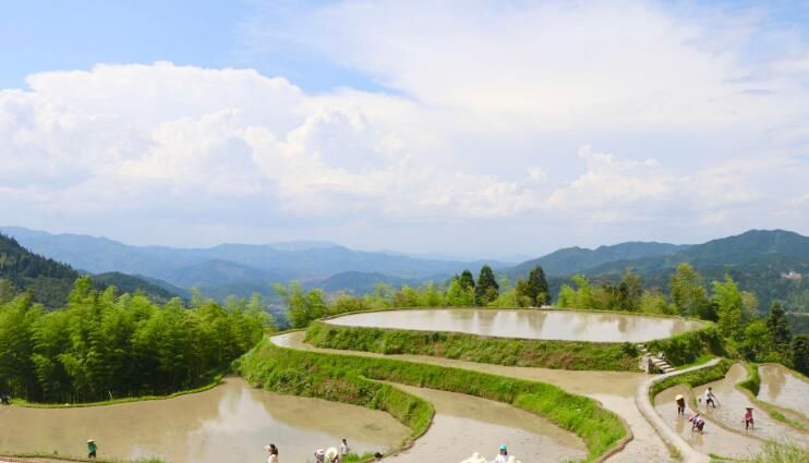 关于江西遂川：“以茶立县”沏开一杯文旅“香茗”的新闻(2)