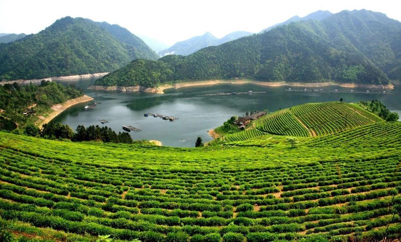 关于湖南安化：世界冰碛岩独宠之地孕育了“中国茶文化的化身”——安化黑茶的消息(3)