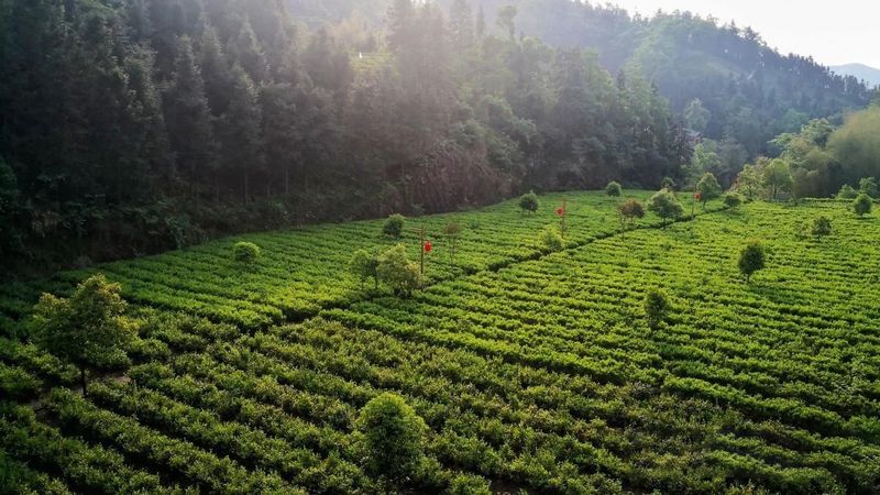 关于湖南安化：世界冰碛岩独宠之地孕育了“中国茶文化的化身”——安化黑茶的消息(7)