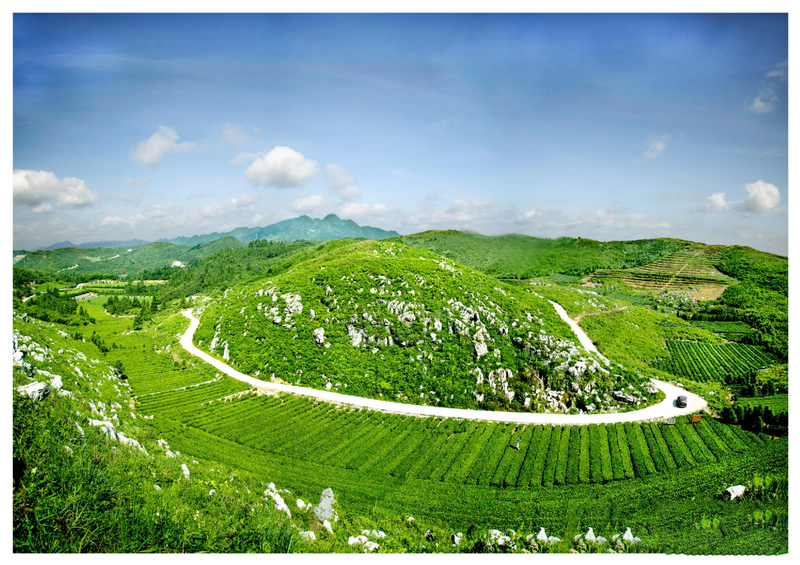 关于湖南安化：世界冰碛岩独宠之地孕育了“中国茶文化的化身”——安化黑茶的消息(20)