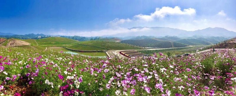 关于湖南安化：世界冰碛岩独宠之地孕育了“中国茶文化的化身”——安化黑茶的消息(11)