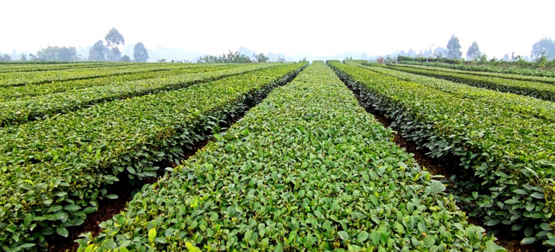 关于夹江借智助力绿茶高质量发展之路的相关内容(2)