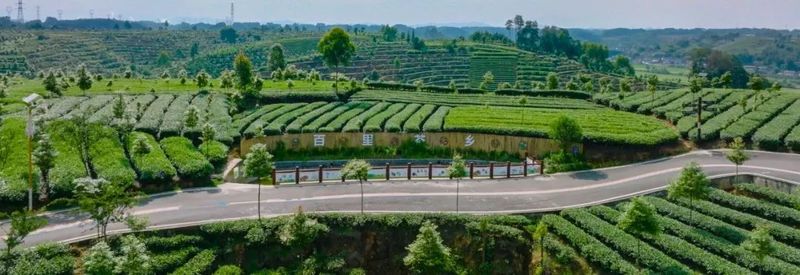 关于夹江借智助力绿茶高质量发展之路的相关内容(1)