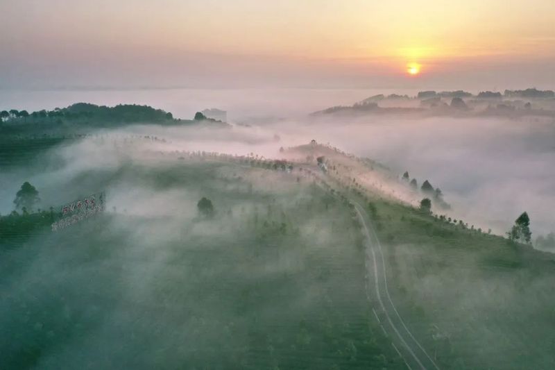 关于夹江借智助力绿茶高质量发展之路的相关内容(3)