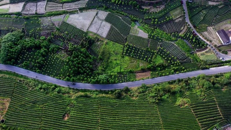 关于夹江借智助力绿茶高质量发展之路的相关内容