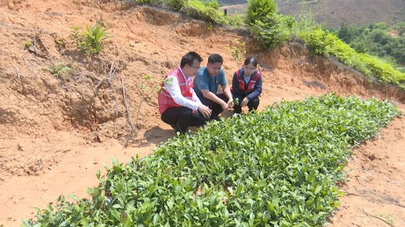 有关于整合财政支农资金1.4亿元 推动六堡茶产业发展的新闻(3)