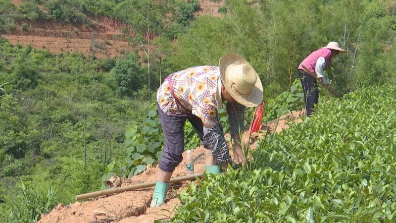 有关于整合财政支农资金1.4亿元 推动六堡茶产业发展的新闻(1)