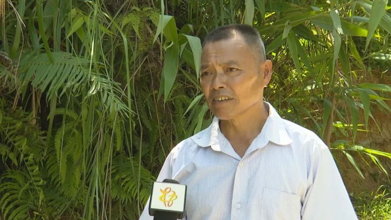 有关于整合财政支农资金1.4亿元 推动六堡茶产业发展的新闻(2)