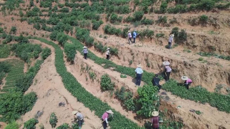 有关于整合财政支农资金1.4亿元 推动六堡茶产业发展的新闻