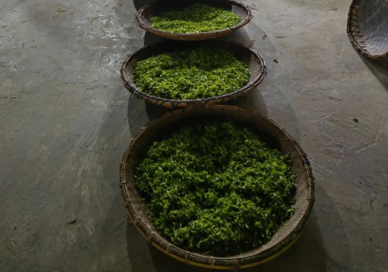 关于黎平法院：“七措施”助力“黎平茶”产业高质量发展的资讯