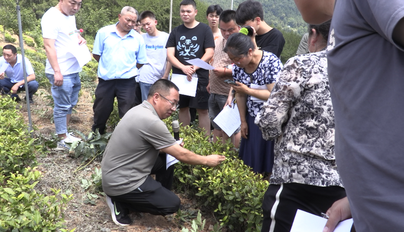 有关于夏季茶园培训忙 群众增收有保障的信息(3)
