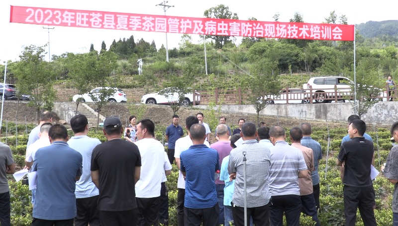 有关于夏季茶园培训忙 群众增收有保障的信息