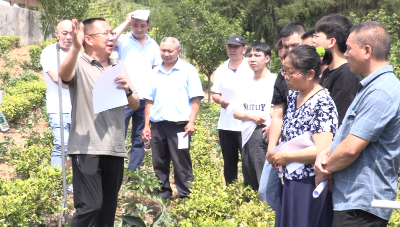 有关于夏季茶园培训忙 群众增收有保障的信息(1)