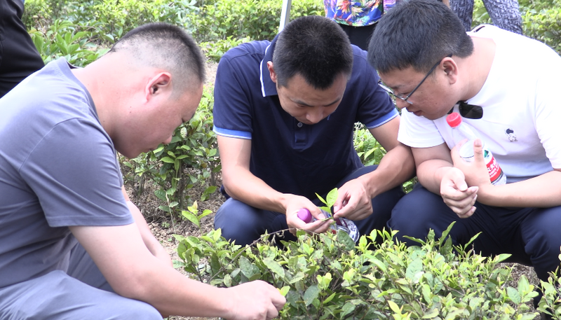 有关于夏季茶园培训忙 群众增收有保障的信息(2)